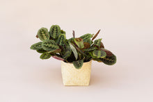 Load image into Gallery viewer, 6&quot; Maranta Prayer Plant + Basket
