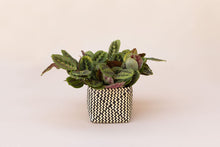 Load image into Gallery viewer, 6&quot; Maranta Prayer Plant + Basket
