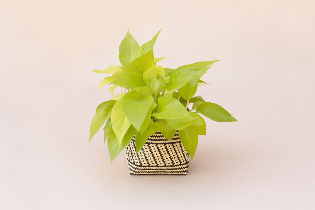 6" Neon Pothos + Planter Basket