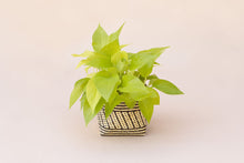 Load image into Gallery viewer, 6&quot; Neon Pothos + Planter Basket
