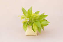 Load image into Gallery viewer, 6&quot; Neon Pothos + Planter Basket
