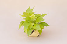 Load image into Gallery viewer, 6&quot; Neon Pothos + Planter Basket
