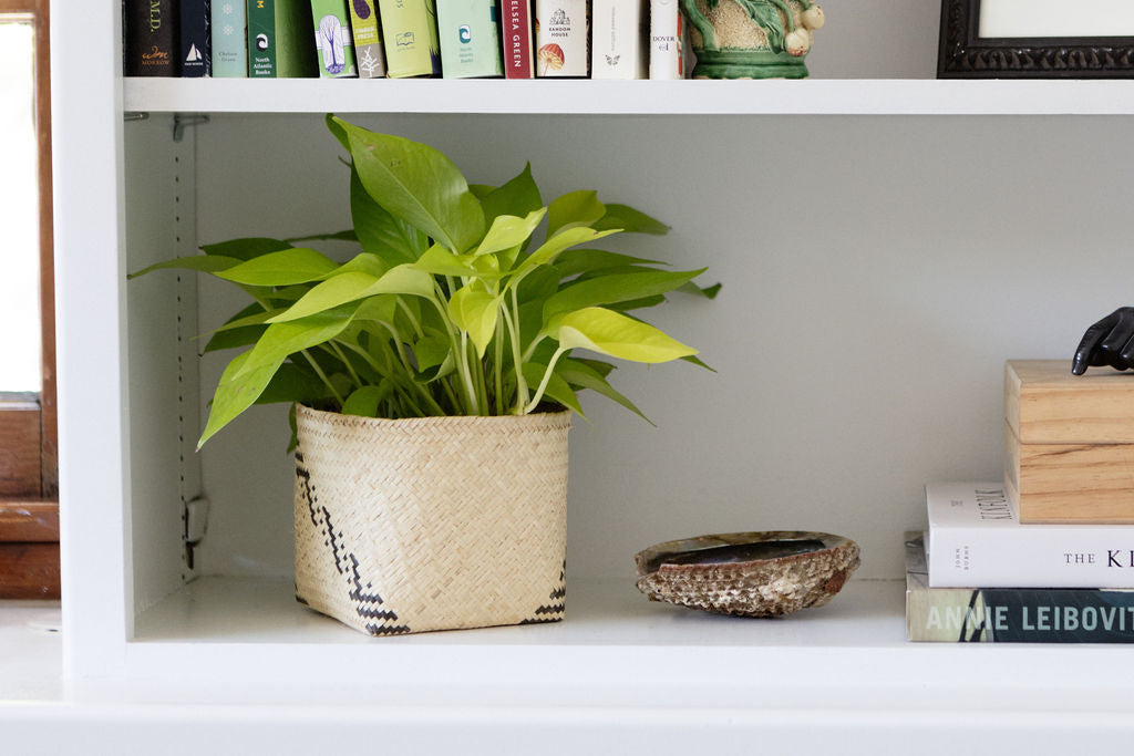 6" Neon Pothos + Planter Basket